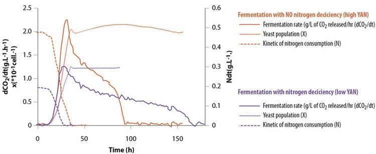 вино-блокированное-ферментация-3.jpg вино-блокированное-ферментация-3.jpg