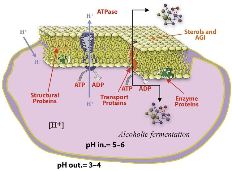 вино-брожение-заблокировано-5.jpg вино-брожение-заблокировано-5.jpg
