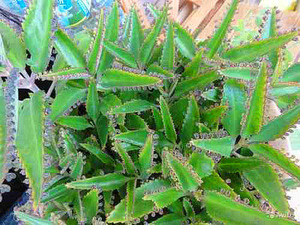 Лечебные свойства каланхоэ Применение настойки каланхоэ