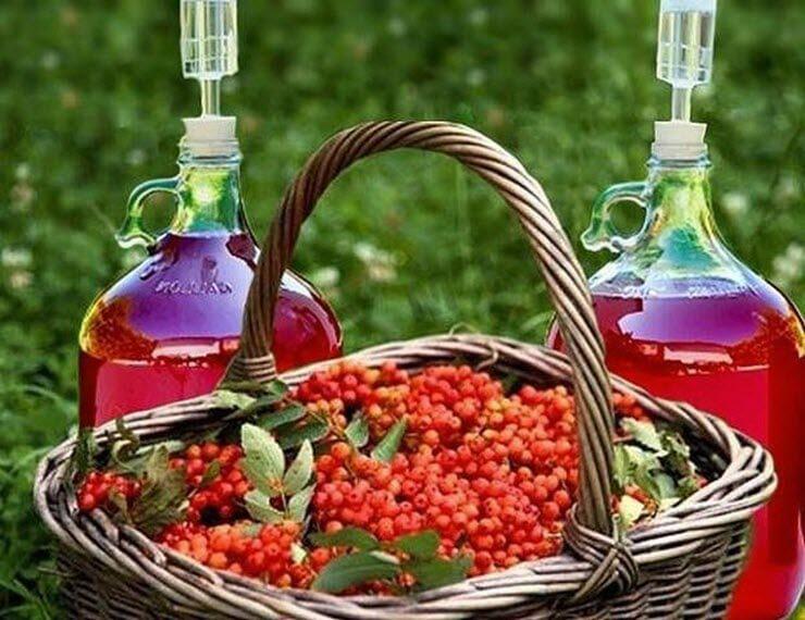 домашний рецепт красного вина из рябины