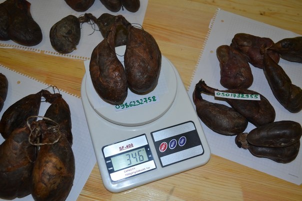 Взвешиваем струю бобра Взвешиваем струю бобра