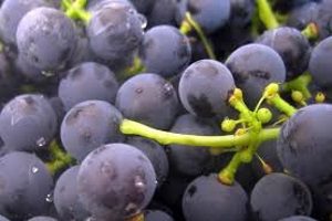 Saccharomyces vin - настоящие дрожжи Матовая патина