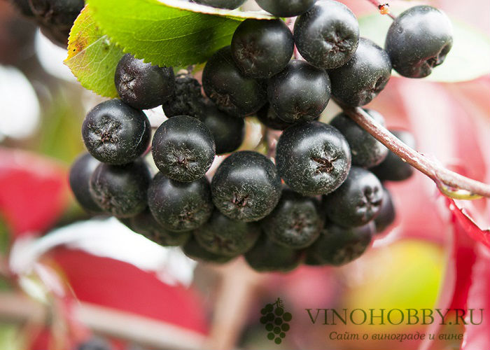 вино-Из-Рябины 16