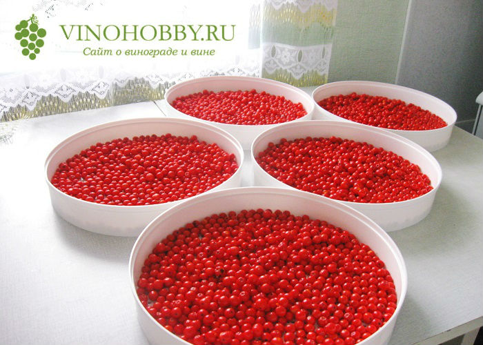 вина-из-рябины 4