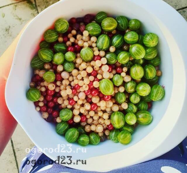 вино из крыжовника и другие домашние фрукты домашнее вино из крыжовника 3