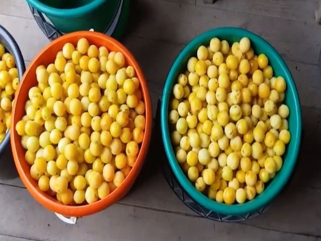 желтая слива