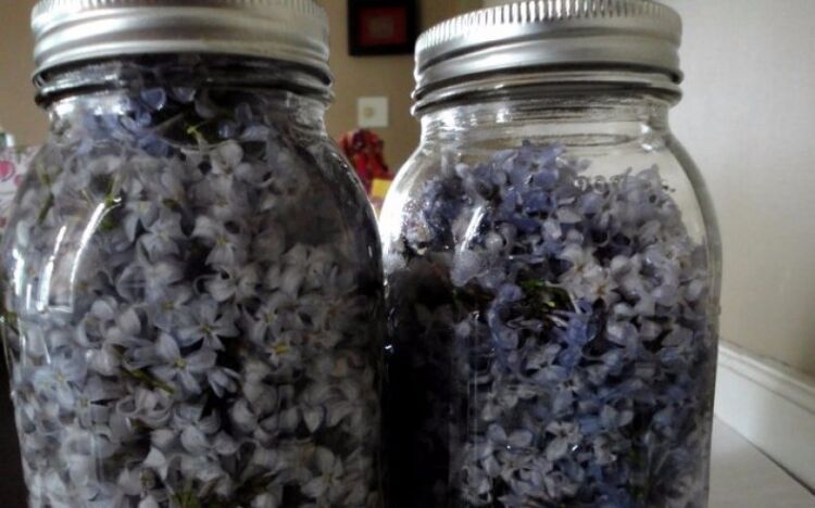 растирание сиреневых цветов