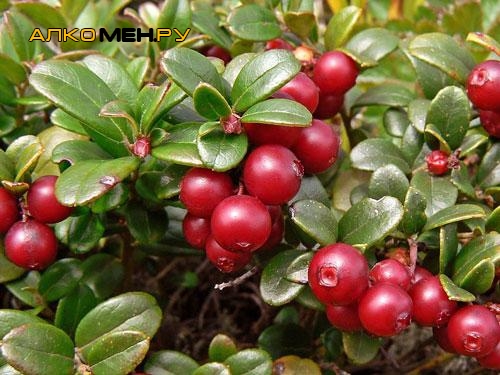 Клюквенная настойка при лунном свете - настойки