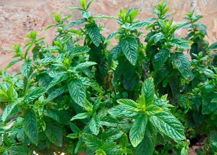 мята на сайте