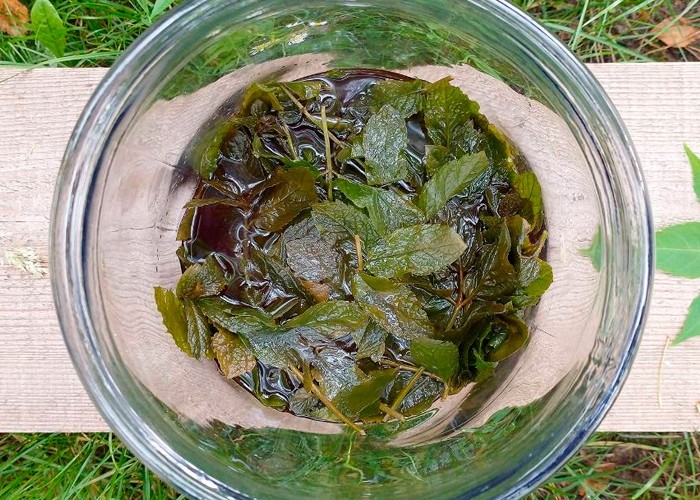 мята в спирте