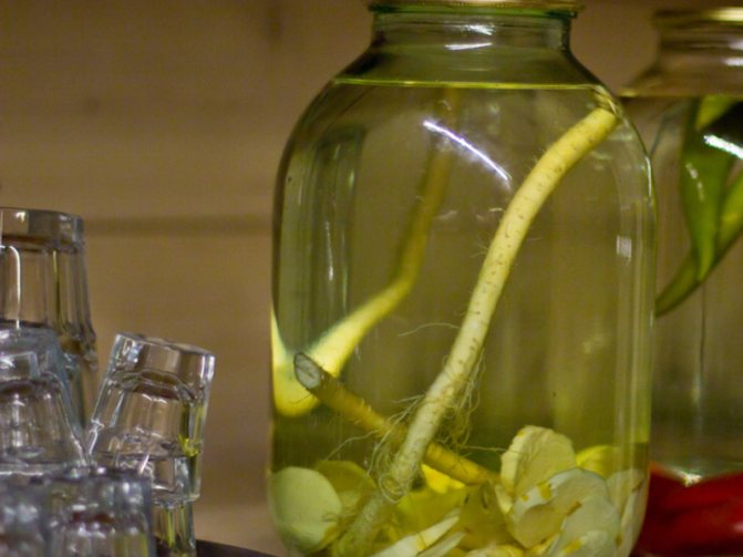 Как приготовить настой из хрена с водкой