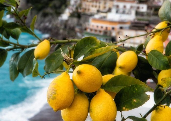 лимоны для лимончелло
