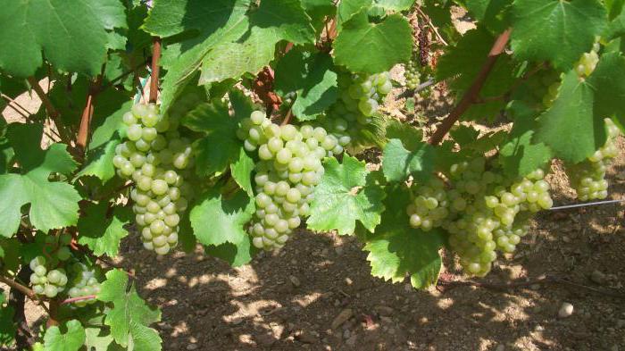 Белый Мускат Вино Красный Камень