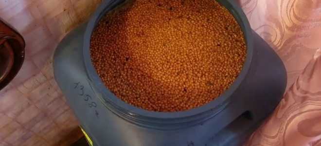 Что делать с прокисшей брагой и можно ли её спасти?