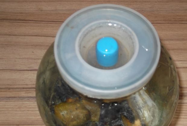 Домашнее вино из сливы – рецепт и технология приготовления