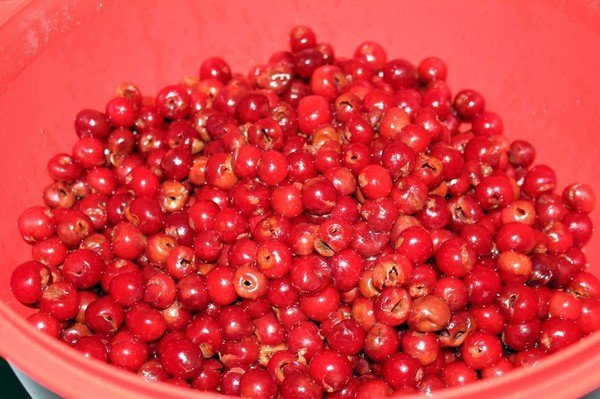 Домашние рецепты вишни (черешни) в вине