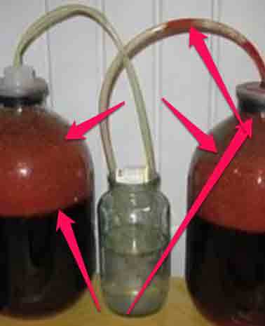 Домашние рецепты вишни (черешни) в вине