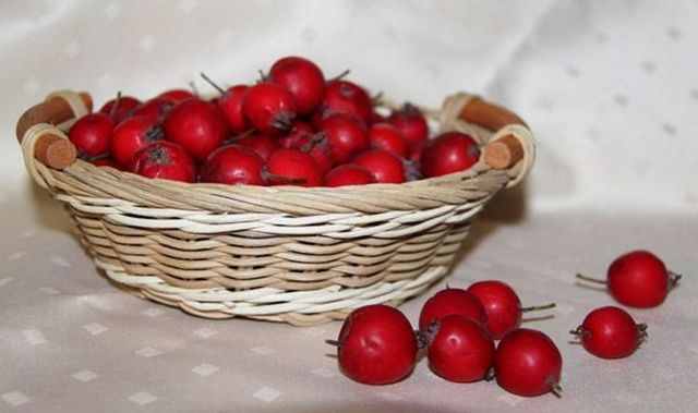 Самогон из боярышника – правильный рецепт браги и перегонка