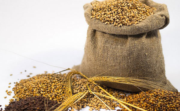 Самогон из солода (обычного и зеленого) - рецепт браги