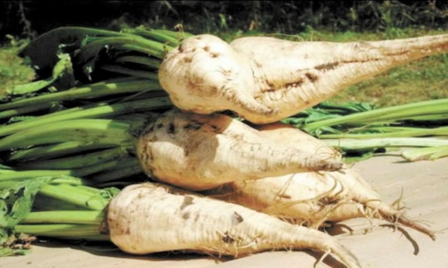 Самогон из свеклы (косорыловка, бурячиха) - рецепт браги