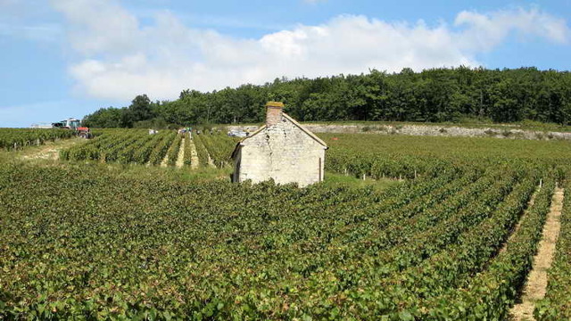 Вина Шардоне – особенности и культура употребления