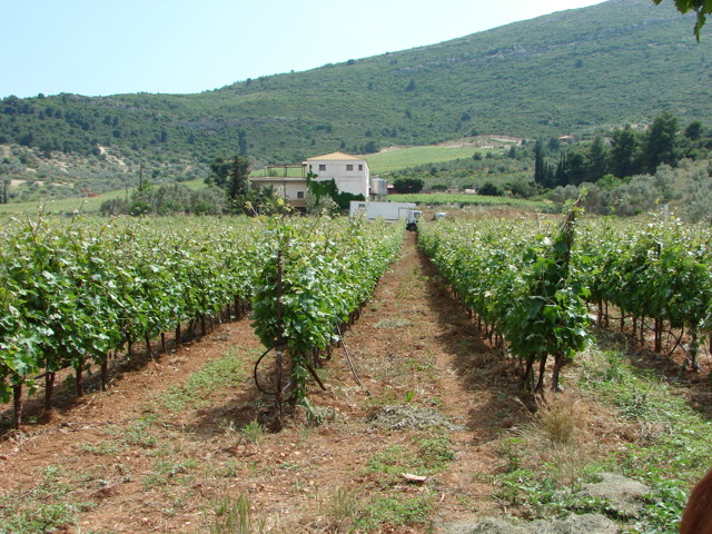 Вина Греции: особенности, история, категории, известные марки