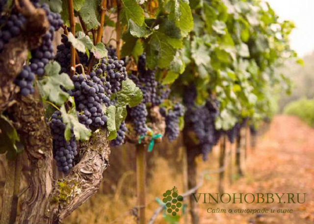 Вино Бастардо: описание, особенности, культура пития и марки