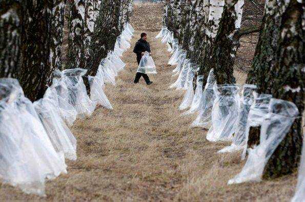Вино из березового сока в домашних условиях