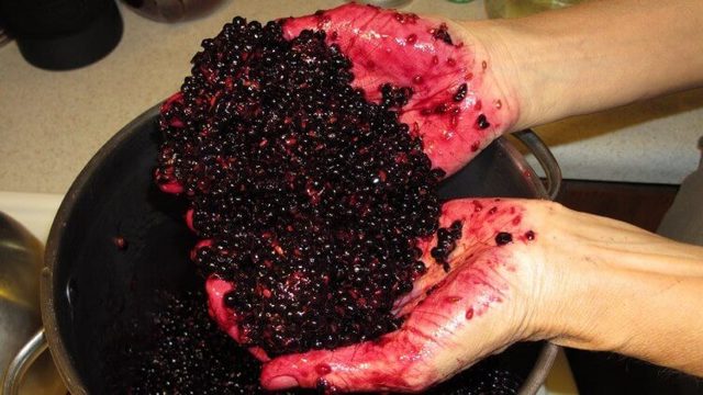 Вино из бузины в домашних условиях - рецепты из цветков и ягод