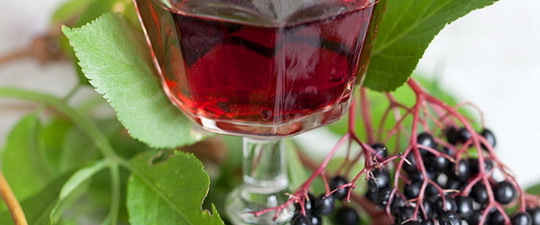 Вино из бузины в домашних условиях - рецепты из цветков и ягод