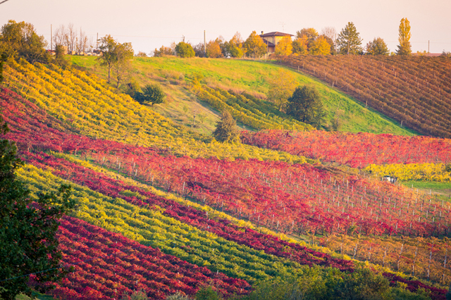 Вино Верментино: особенности, регионы, известные марки