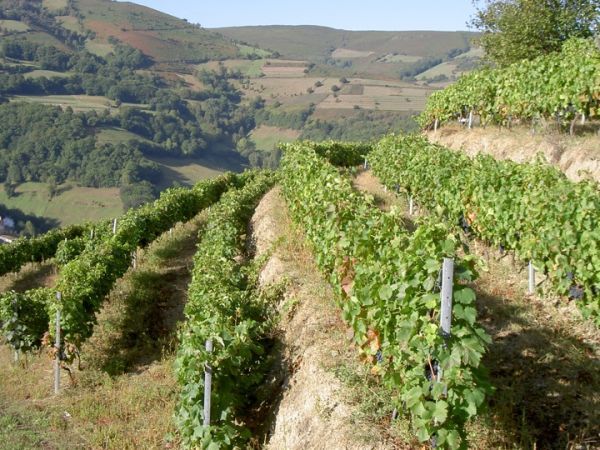 Вино Айрен: особенности, культура пития, известные марки